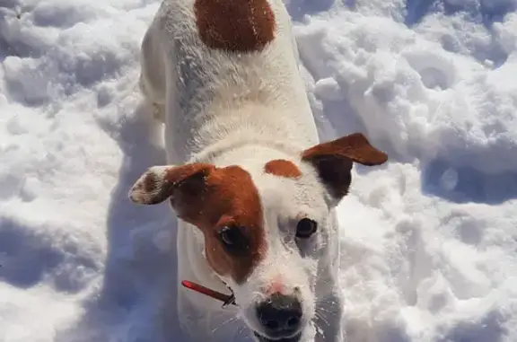 Пропала собака Ник в Летниках, Рязанская область