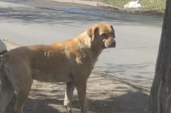 Найдена собака на улице Березина, 65 в Красноярске