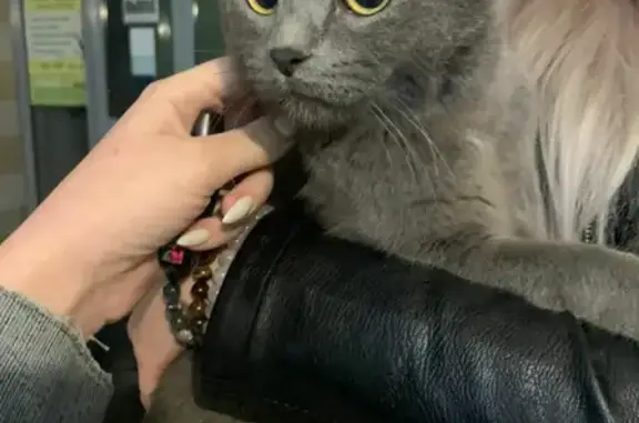 Найдена кошка на ул. Немировича-Данченко, 104, Новосибирск