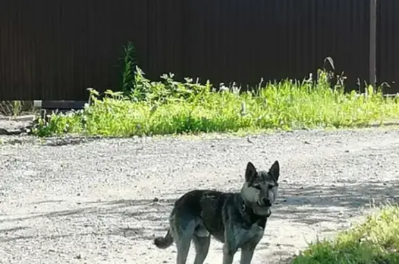 Пропала собака Веня в Щеглово-2, Ленобласть