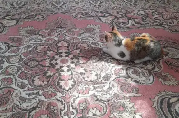 Пропала трехцветная кошка в Нордовке, Башкортостан