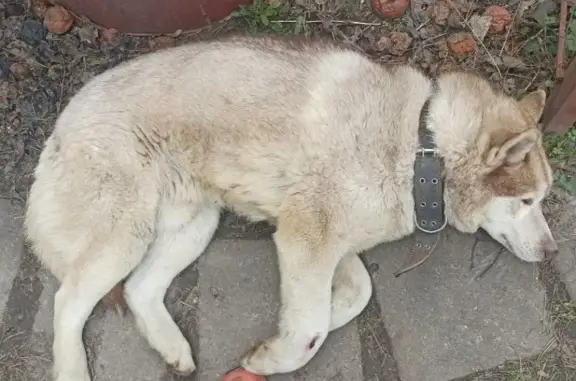 Найдена собака на улице Ленточка, 47 в Пушкино