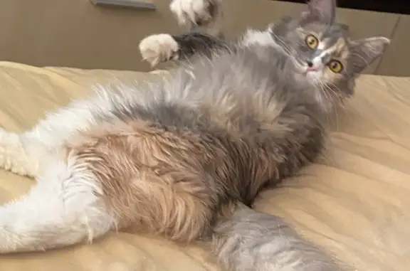 Кошки потеряшки, Москва, фото: Потеряшка кошка Соня на ул. Аллейная, 5