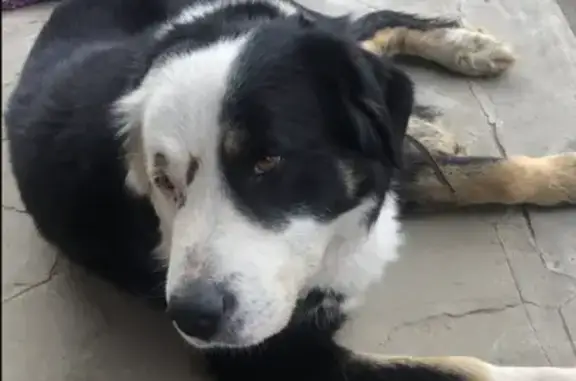 Собака найдена на ул. Васильковая, 78 в Капустино.