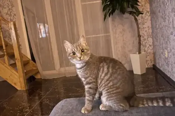 Пропала контактная кошка в Лесном, Калининградская область
