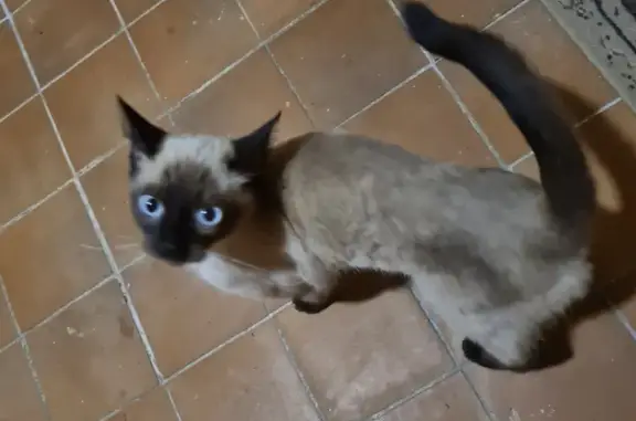 Сиамская кошка найдена в Майдарово