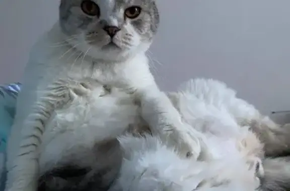 Кошки потеряшки, Санкт-Петербург, фото: Потеряшка кошка на Пискаревском проспекте 25к2 в Санкт-Петербурге