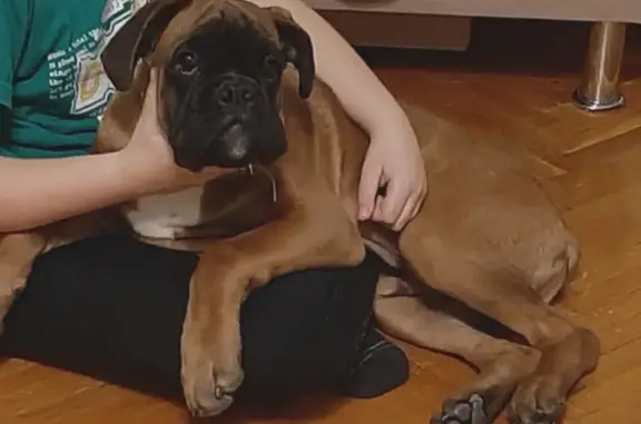 Объявления о пропавших и найденных животных, Анапа, фото: Пропал Немецкий боксёр возле ул. Толстого, 111А, Анапа