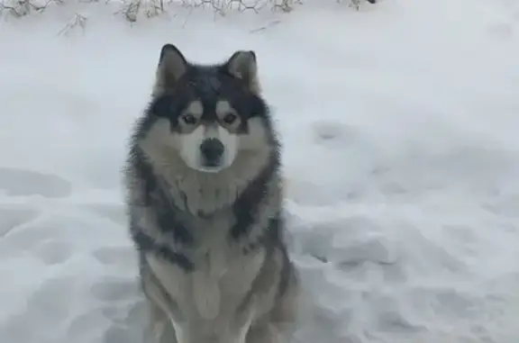 Собаки потеряшки, Санкт-Петербург, фото: Потеряшка маламут на Социалистической, 14, СПб