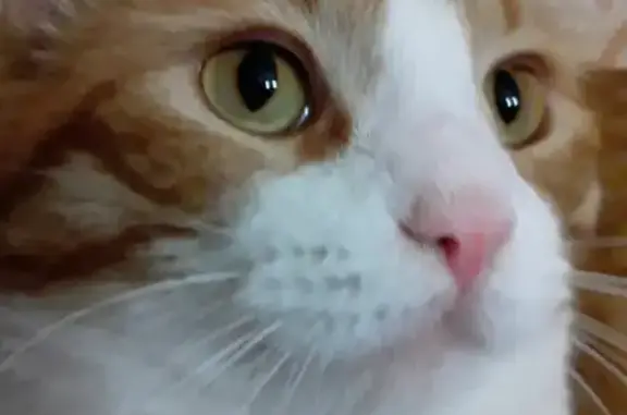 Кошки потеряшки, Лотошино, фото: Потеряшка кот Тимоша по адресу ул. Калинина, 15, Лотошино