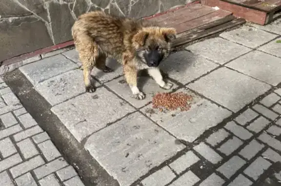 Собака найдена на Златоустовской, Москва