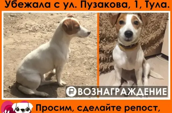 Пропала собака на ул. Пузакова, 1 в Туле: помогите найти!