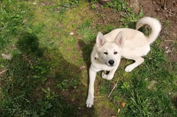 Собака найдена в Колтово, Московская область