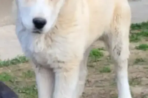 Пропала собака Боня в Мотяково, Люберецкий округ