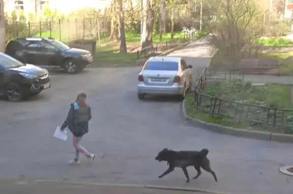 Найдена чёрная собака на Гданьской улице, СПб