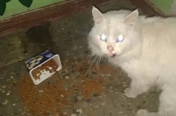 Потеряшка-кошка на ул. Маяковского, 21А, Химки.