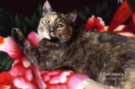 Потерянные животные Смоленск, фото: Пропала кошка на пр-те Строителей, 11 (Смоленск)