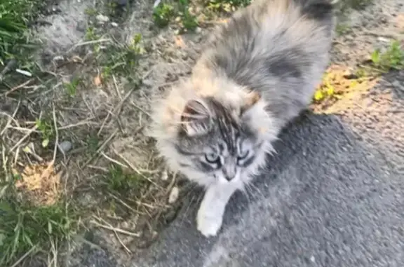 Найдена кошка в ЖК Шоколад, ул. Кирина 5А