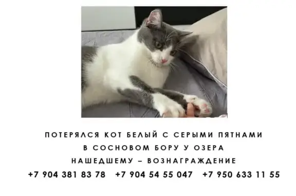 Пропала кошка в Щучье-Озерском, Пермский край