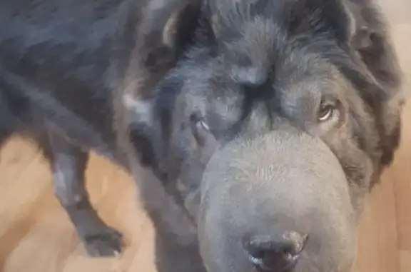 Собаки потеряшки, Санкт-Петербург, фото: Потеряшка собака на улице Бухарестская, 112, СПб