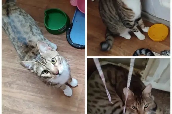 Кошки потеряшки, Санкт-Петербург, фото: Потеряшка кошка Вася на Наличной, СПб