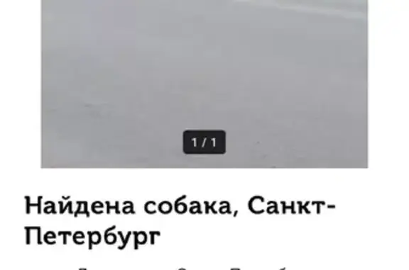 Собаки потеряшки, Санкт-Петербург, фото: Потеряшка собака на Бухарестской улице