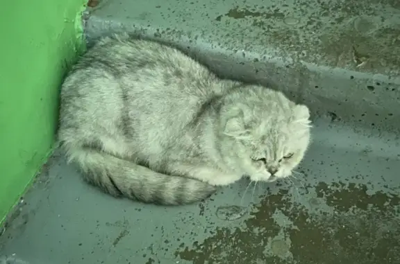 Найдена кошка на Симферопольской, Краснодар