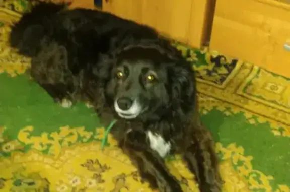 Собака найдена на улице Свободы, 42 в Москве