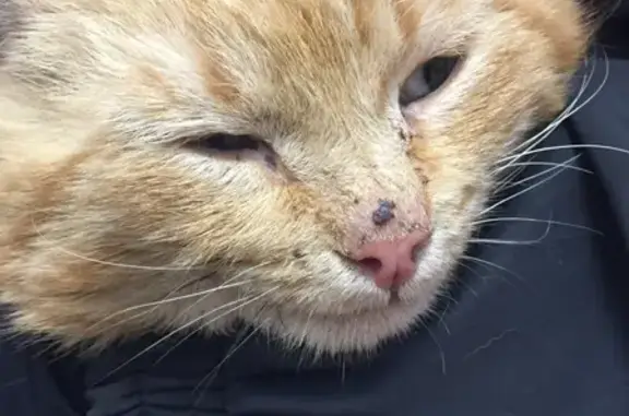 Найден рыжий кот возле автомойки на Декабристов 56, в платной клинике на проспекте Декабристов 54