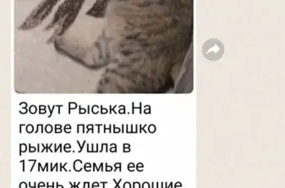 Пропала кошка на улице Александрова, Волжский