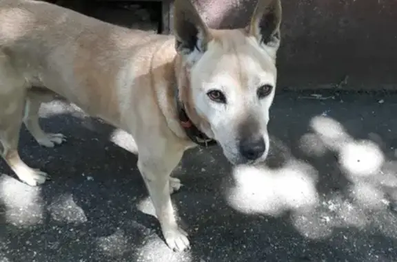 Найдена собака на ул. Одесская, 33 в Краснодаре