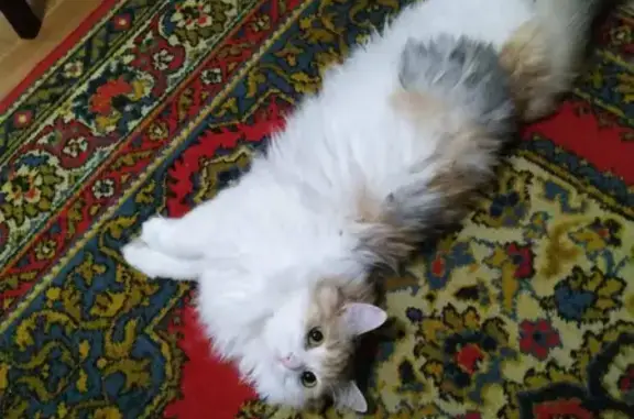 Пропала кошка в ЖК Мечта, Самарская область.