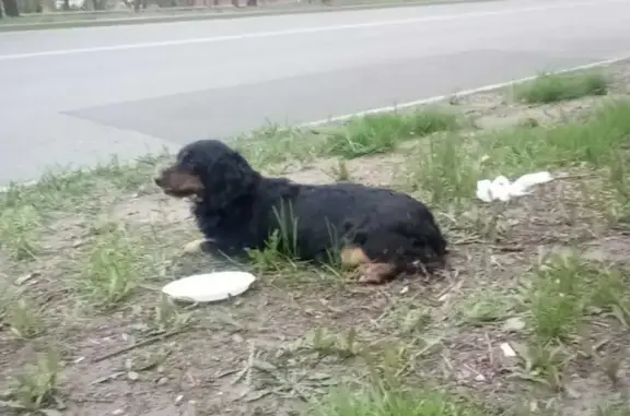 Собака найдена: ул. Руднева, 25, Хабаровск