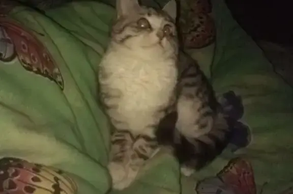 Объявления о пропавших и найденных животных, Локомотивный, фото: Пропала кошка Машка на Юбилейной 12, Картали.