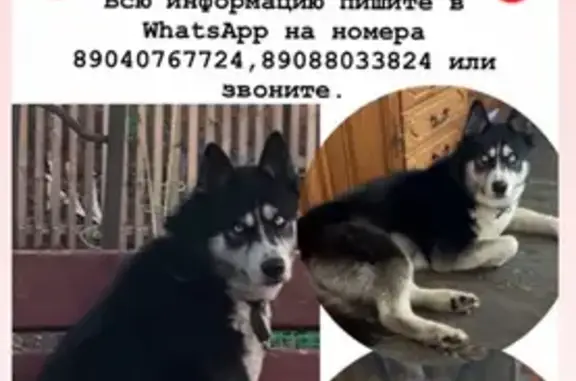 Пропала собака Зевс в Мельничном, Омская область