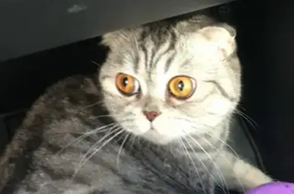 Найдена кошка на Тургеневском шоссе, ищем хозяина!