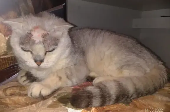 Найдена раненая кошка в Васюнино