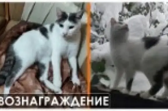 Кошки потеряшки, Незлобная, фото: Потеряшка бело-серая кошка на Проектной 8, Незлобная