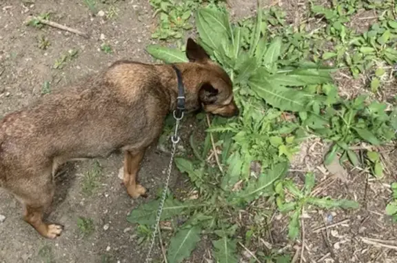 Пропала собака Джеси в Орске, Оренбургская область