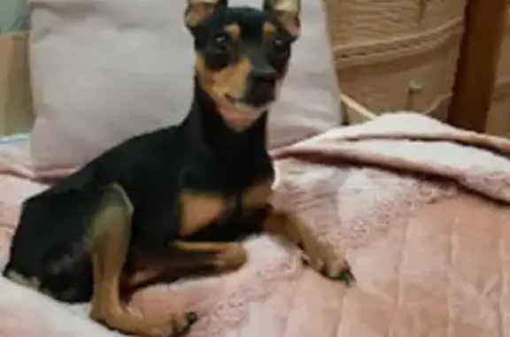 Найдена собака, Ростов-на-Дону, фото: Собака найдена на Верхненольной, 65а, Ростов-на-Дону.