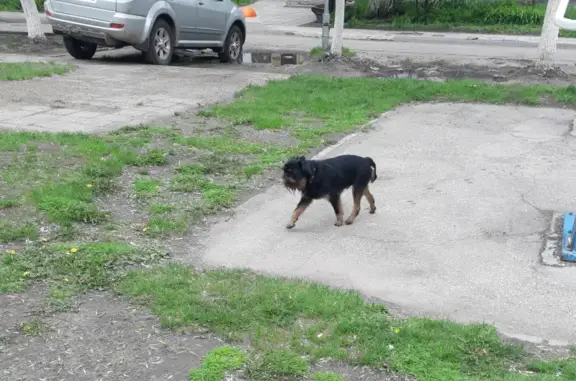 Найден пёсик на Ульяновском проспекте, 18