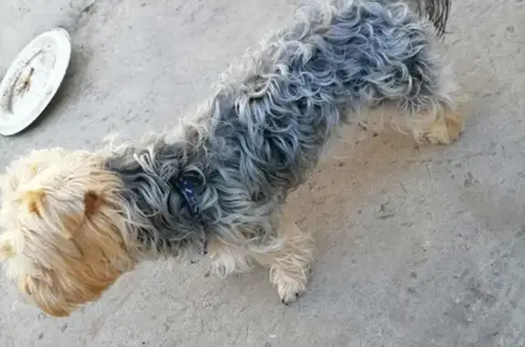 Пропала собака Йорик на ул. Карбышева, Волжский