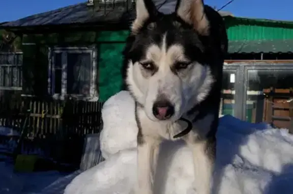 Пропала собака Грэй в Шолохово, Московская область.