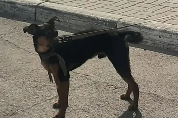 Найден щенок на пр. Мира, Томск