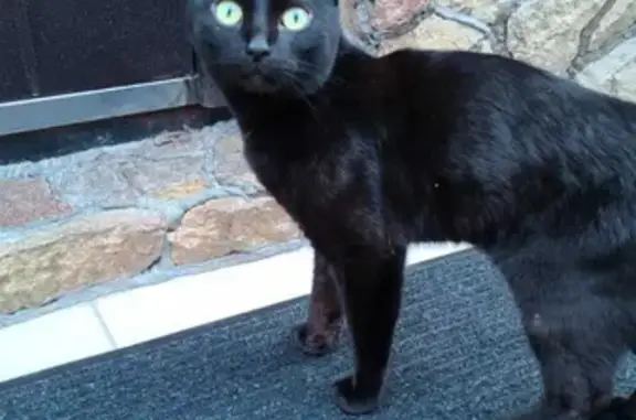 Найден черный кот по ул. Широтной, Тюмень