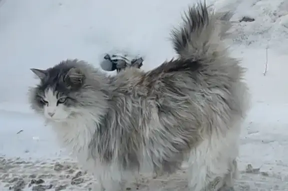 Пропал кот на Яблоневой 9А, Владивосток