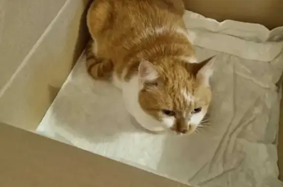 Найдена рыже-белая кошка с ушибами на ул. Маршала Неделина, 18