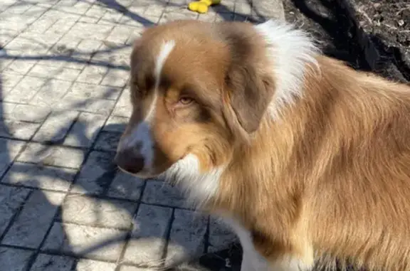 Пропала собака Балу на ул. Алтан, 50, Казань.