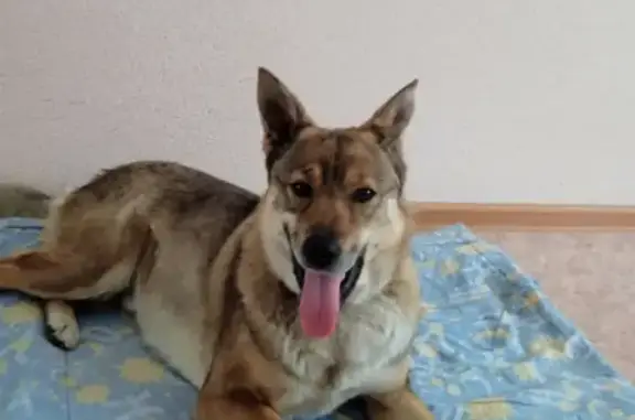 Собака найдена на улице Славского, Северск.