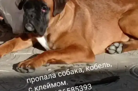 Собаки потеряшки, Анапа, фото: Потеряшка щенок Хан на ул. Толстого, 116, Анапа